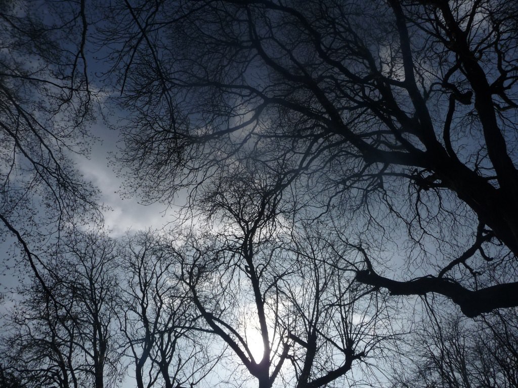 Arbres et Forets que la lumière soit