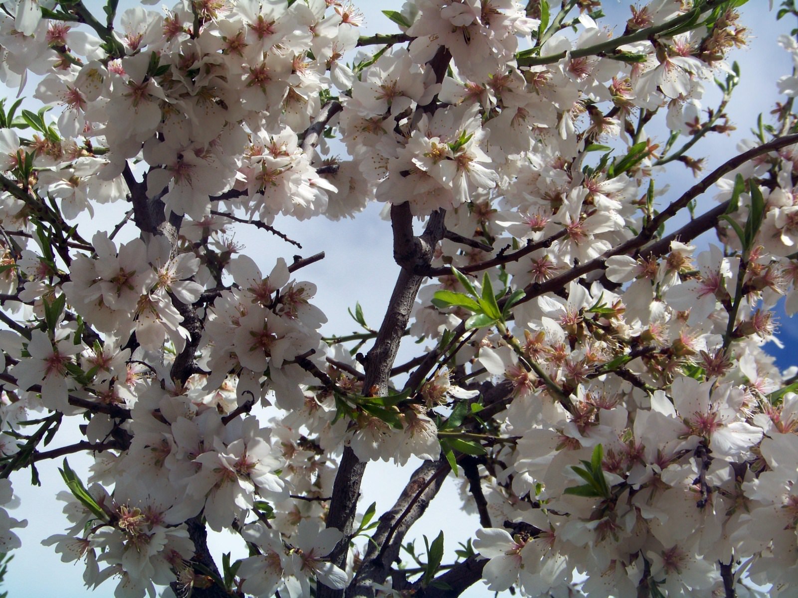 Fleurs Tout fleurit.