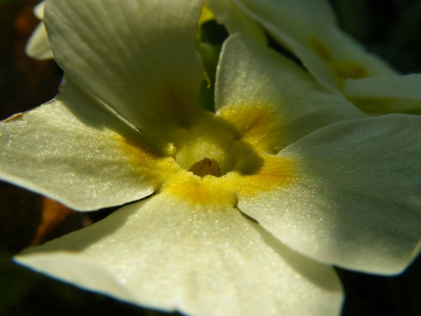 Fleurs 1ère primevère