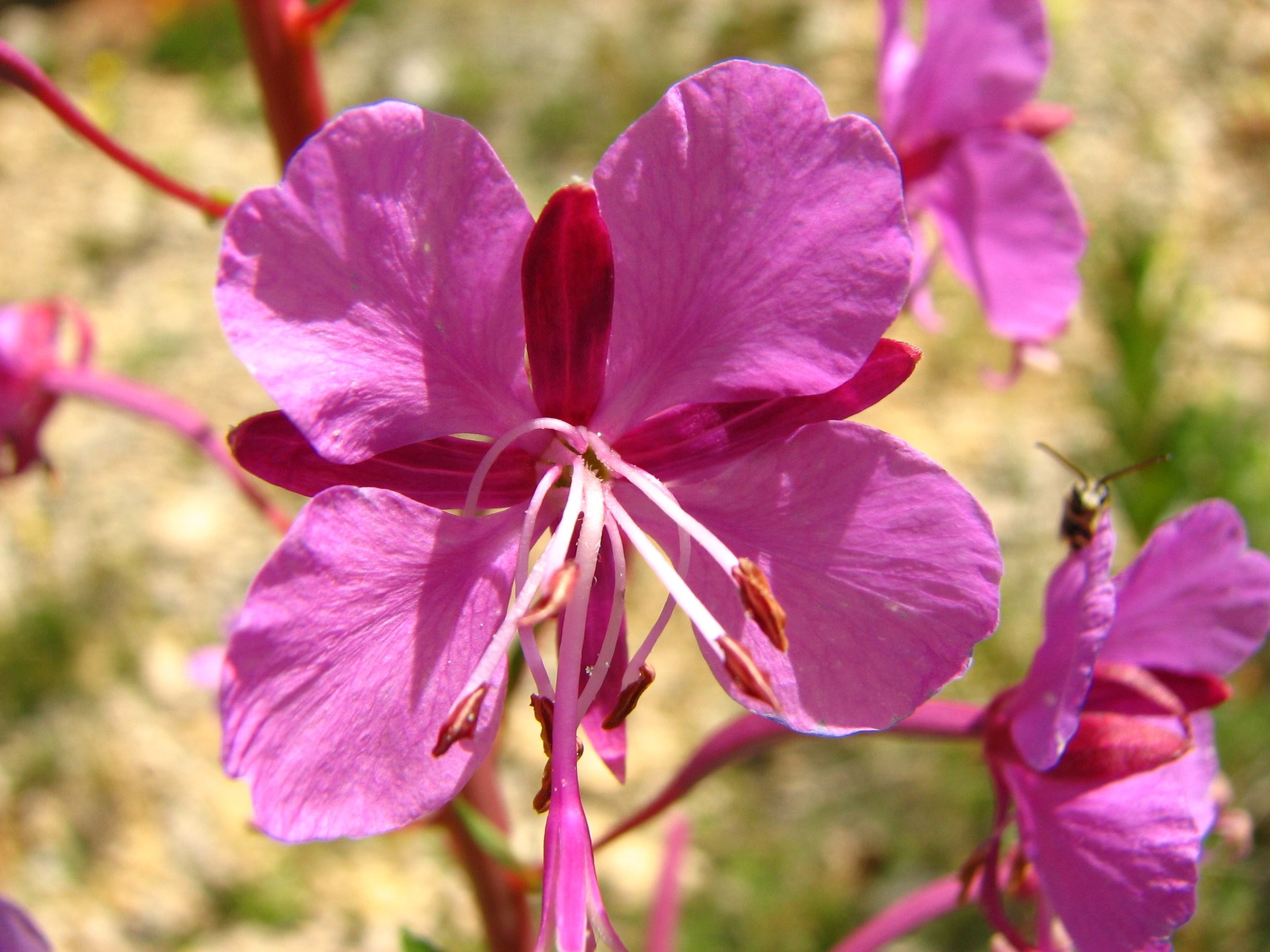 Fleurs epilobe en épi