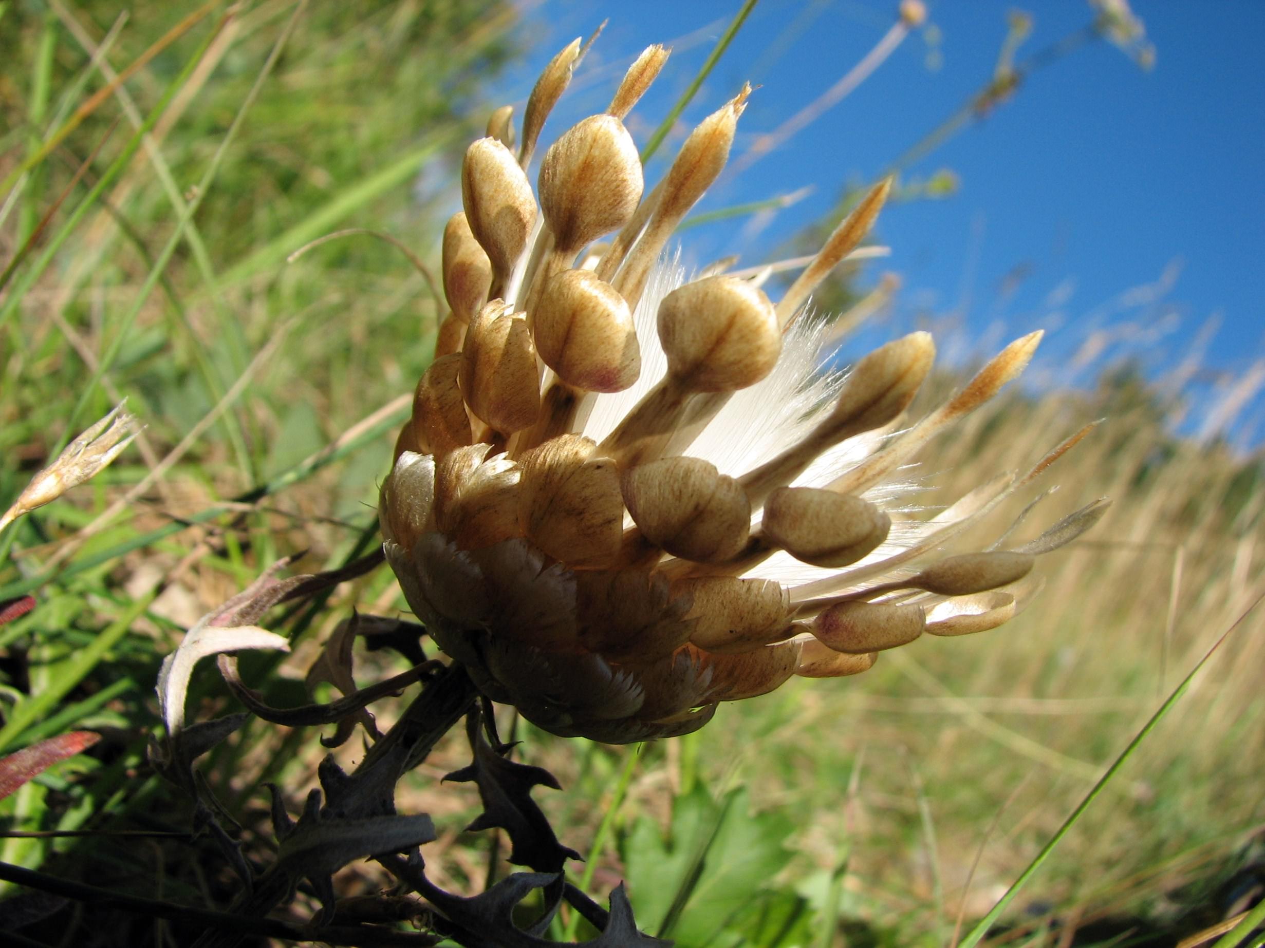 Fleurs euzée conifére