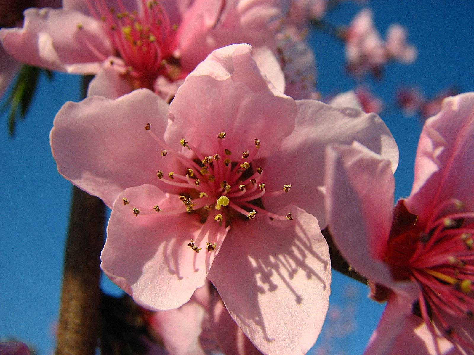 Fleurs fleurs de pecher