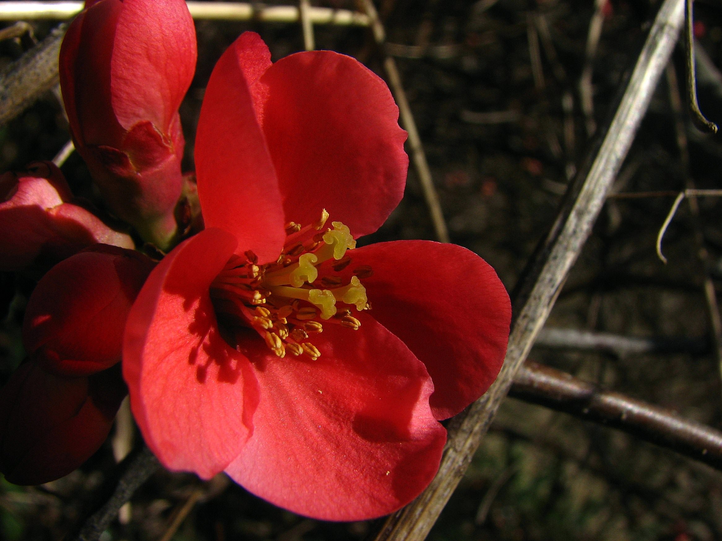 Fleurs Fleur du pommier du Japon