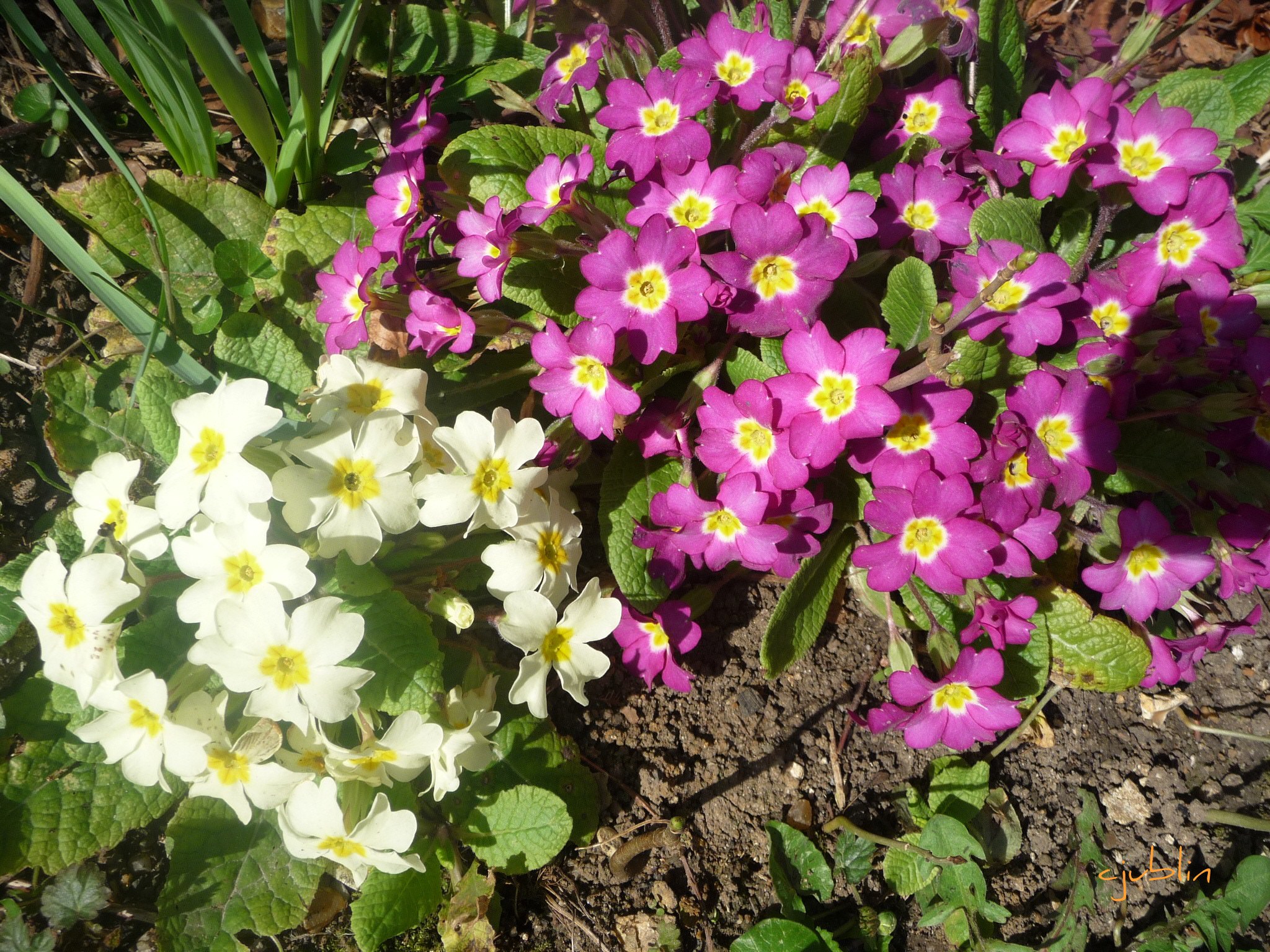 Fleurs des pensées bien ensoleillées 