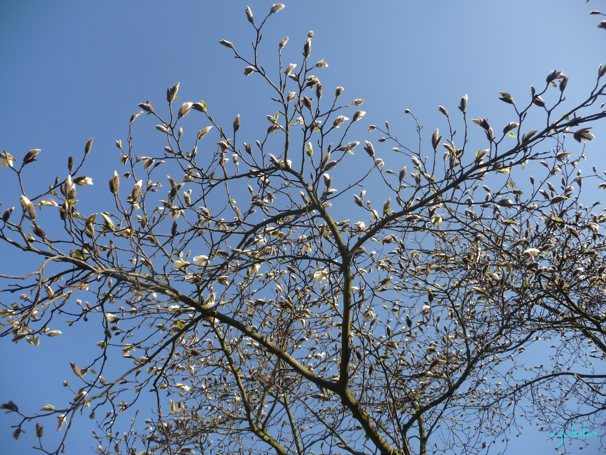 Fleurs l'éclosion des magniolias