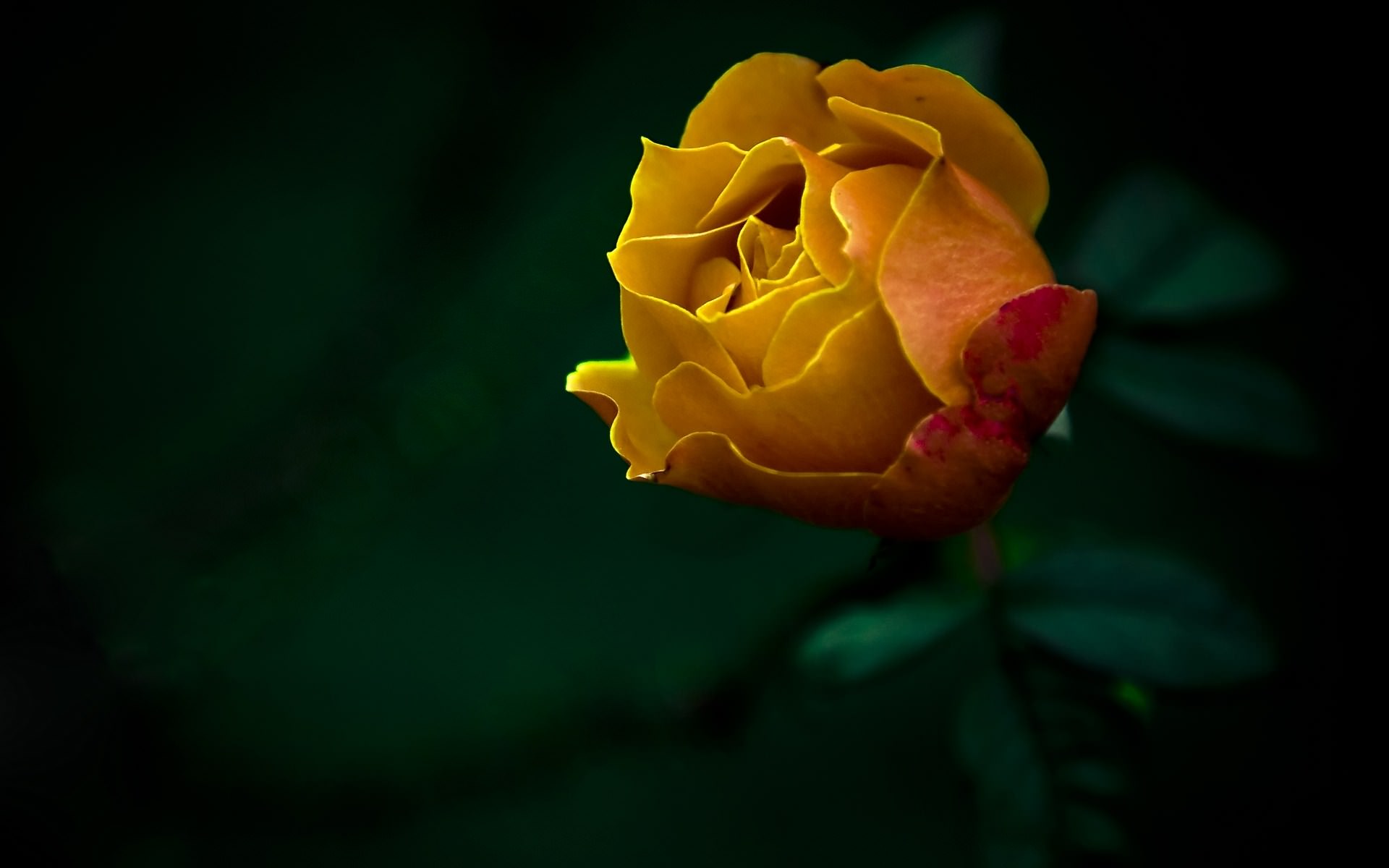 Fleurs Rose jaune