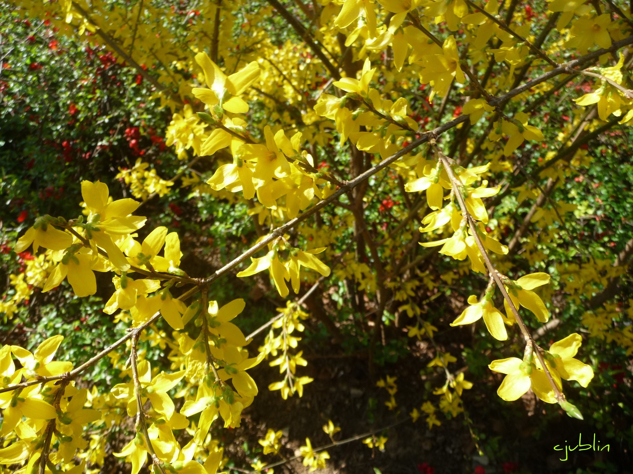 Fleurs des forcicias si jaunes