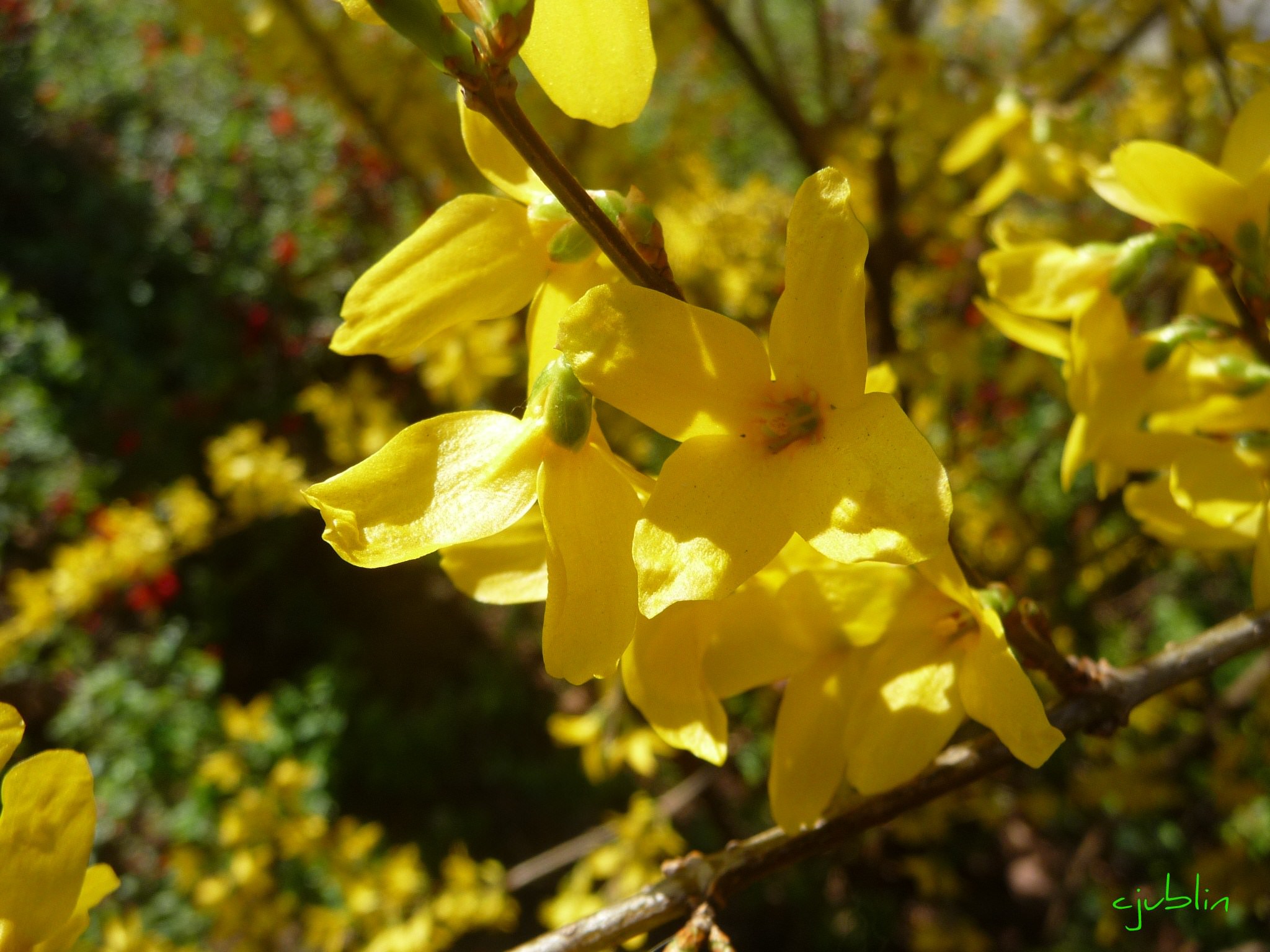 Fleurs on dirait des soleils