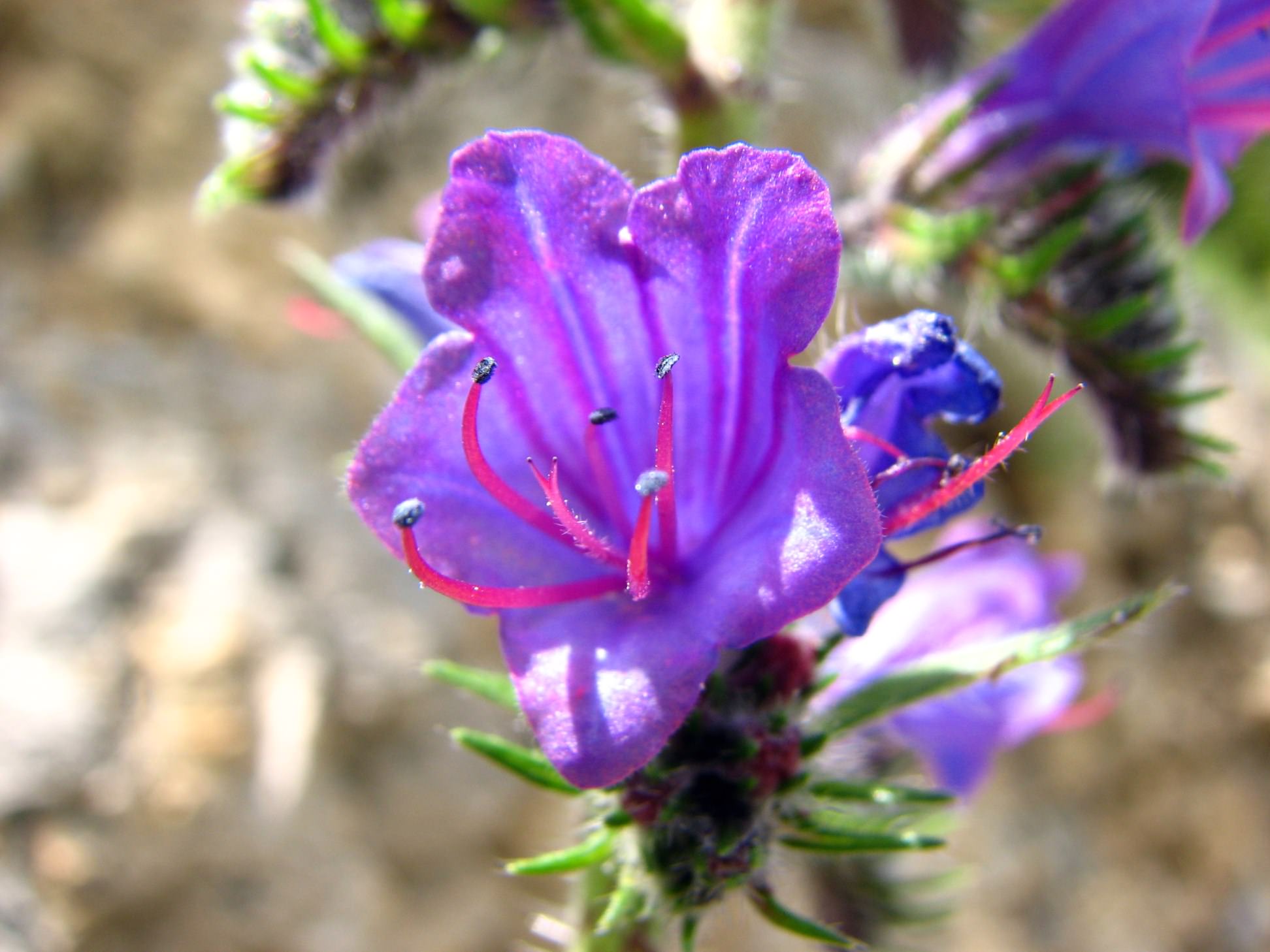 Fleurs Vipérine