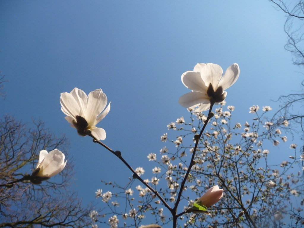 Fleurs le V de la victoire