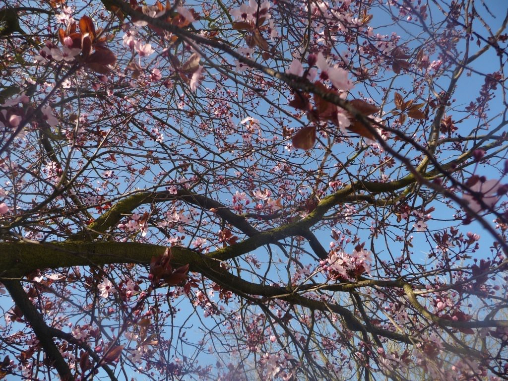 Fleurs du rose et du bleu