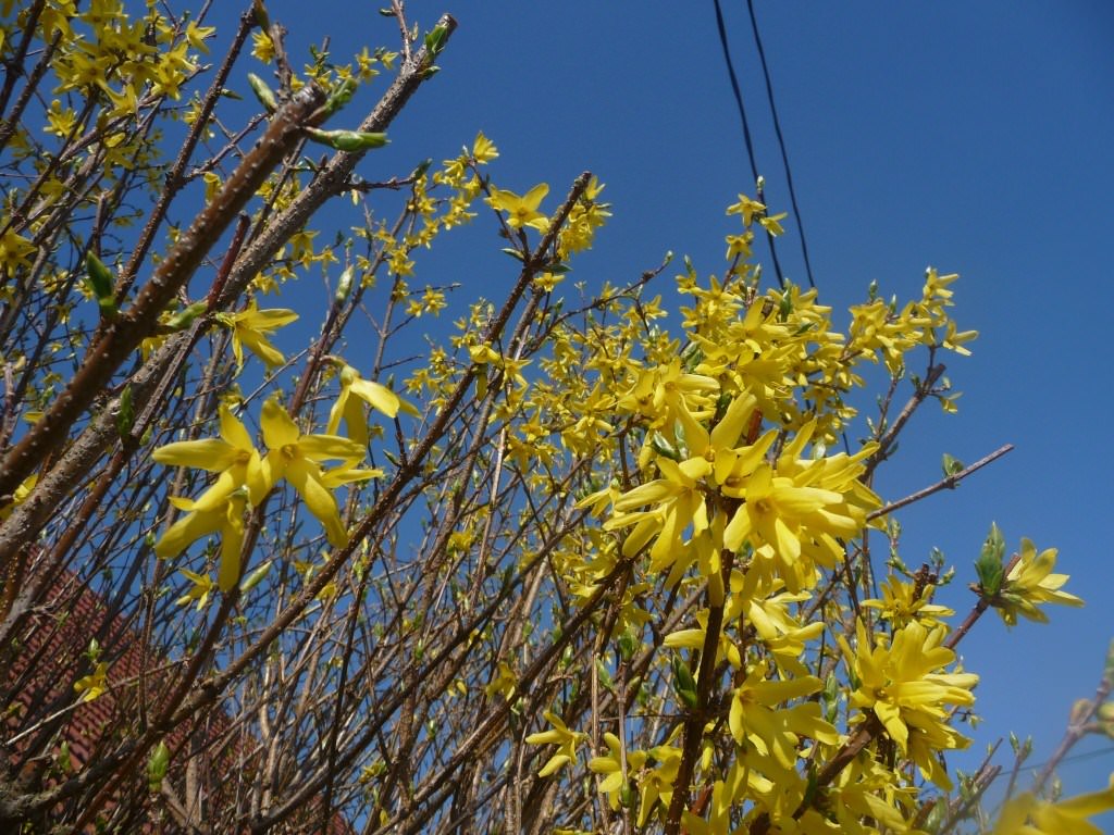 Fleurs du jaune et du bleu