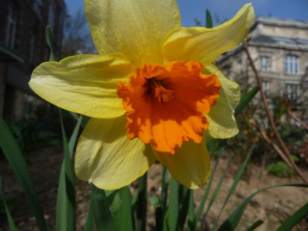 Fleurs une jonquille dans la ville