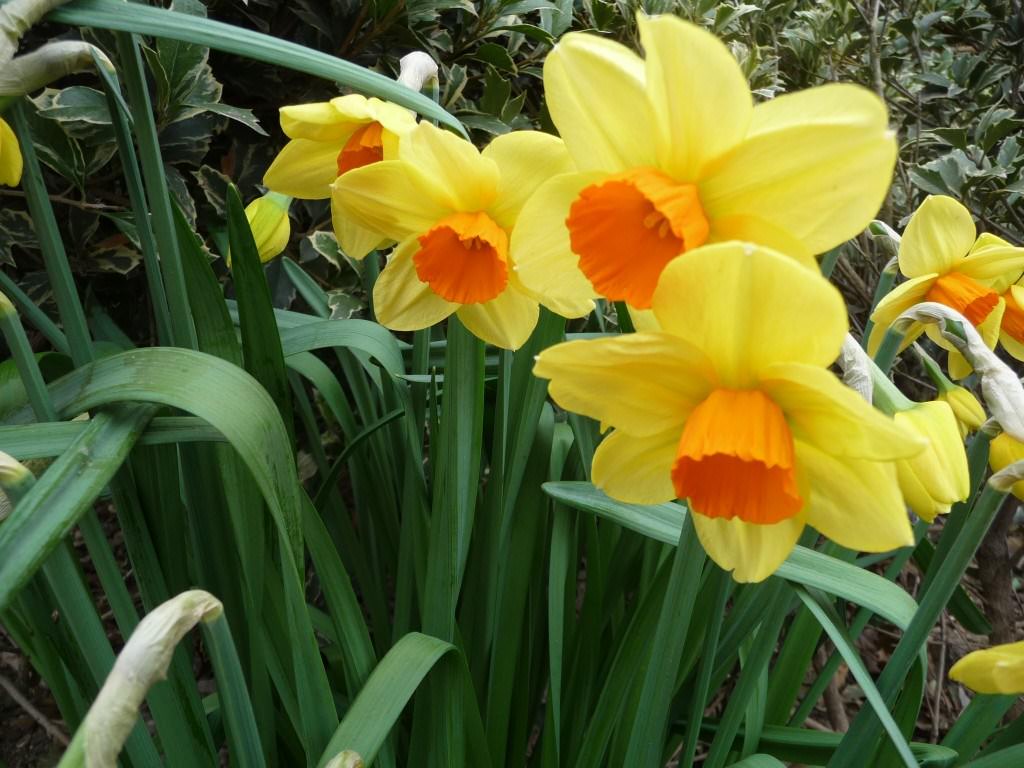 Fleurs des jonquilles en herbe