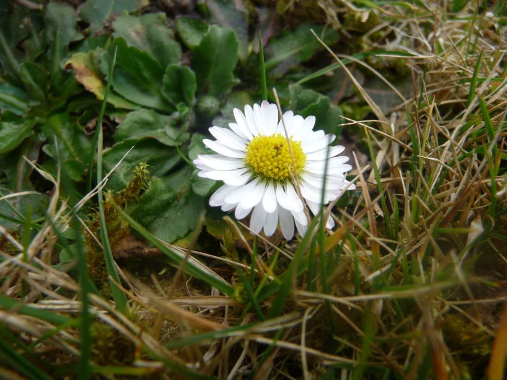 Fleurs seule dans l'herbe