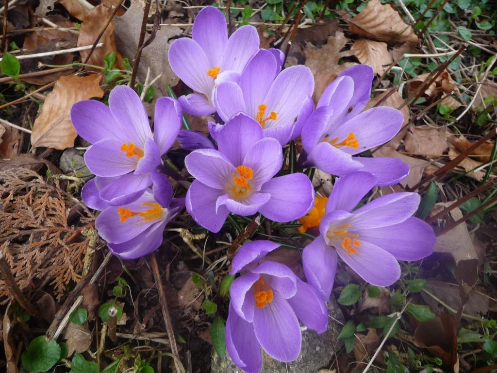 Fleurs de jolis crocus bien entourés