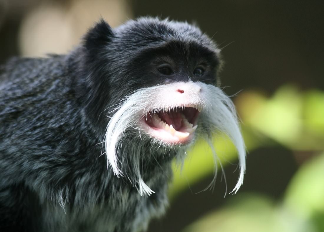 Singes Qu'est-ce qu'elles ont mes moustaches ?