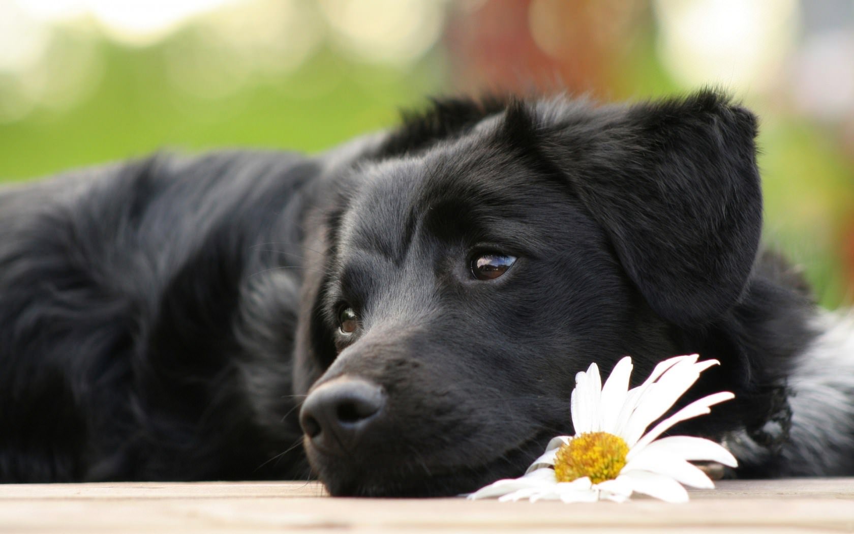 Chiens Le romantique