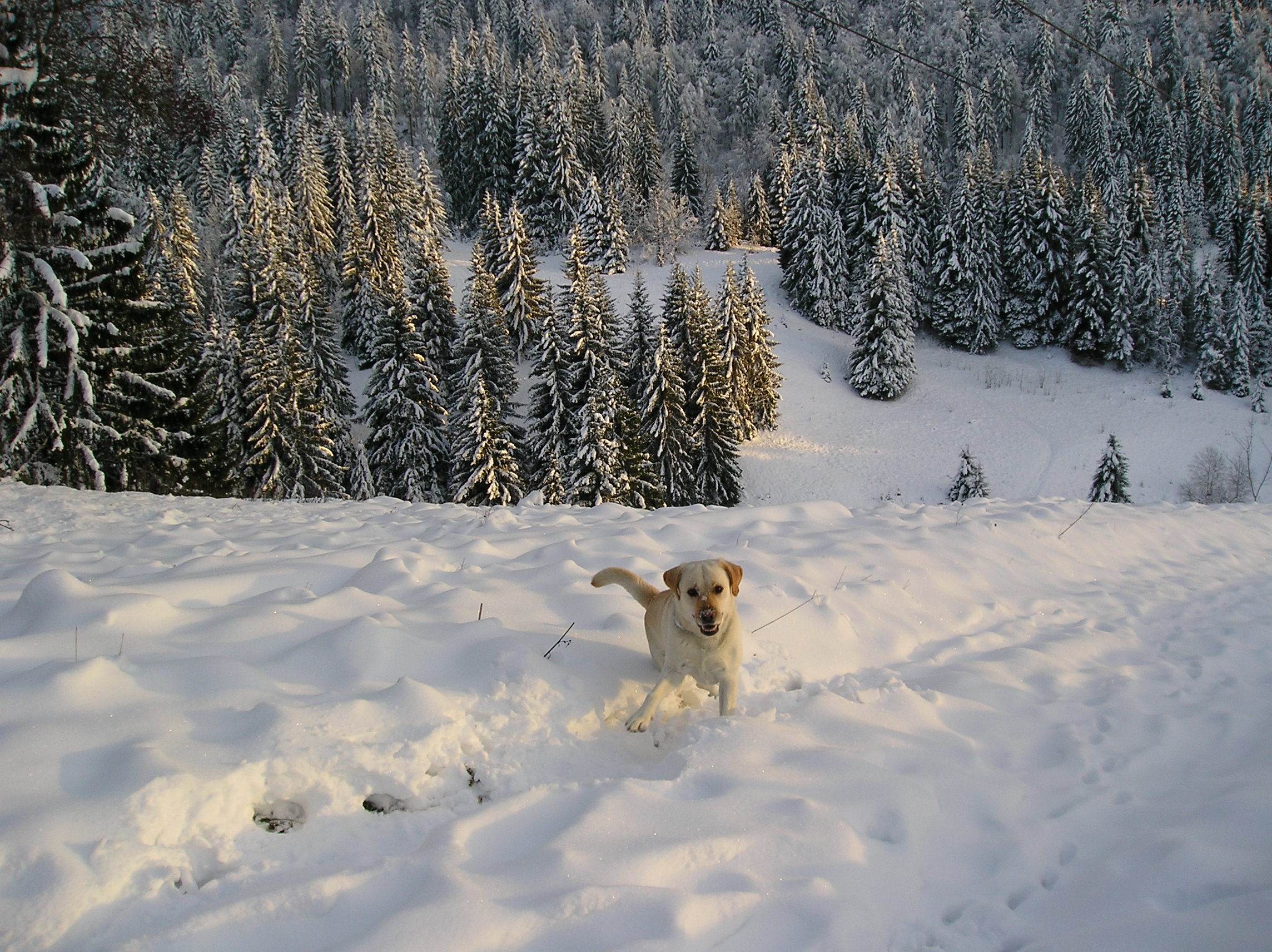 Chiens J'M la neige