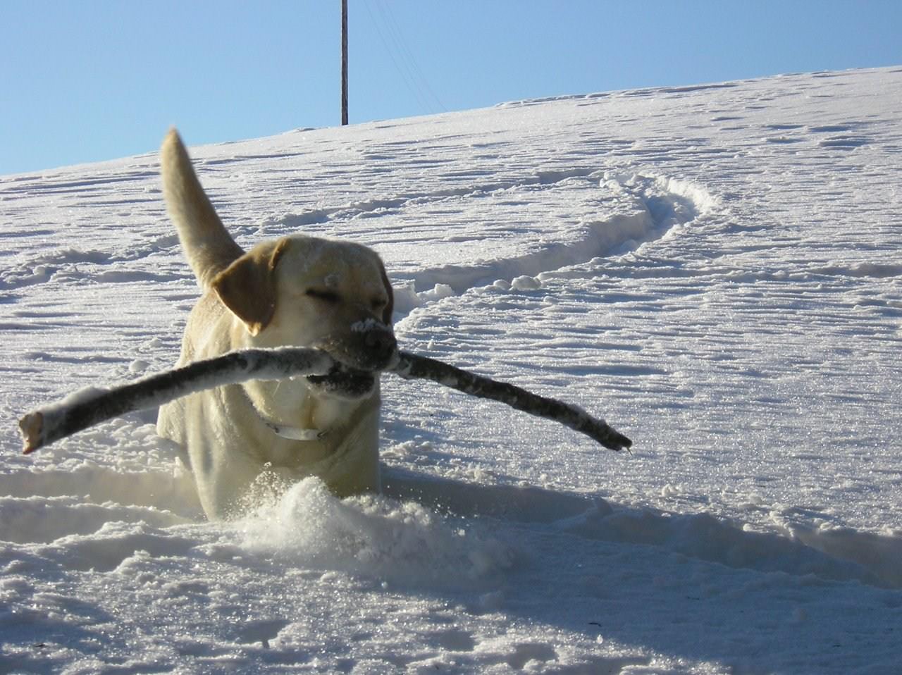 Chiens mon chien dans la neige