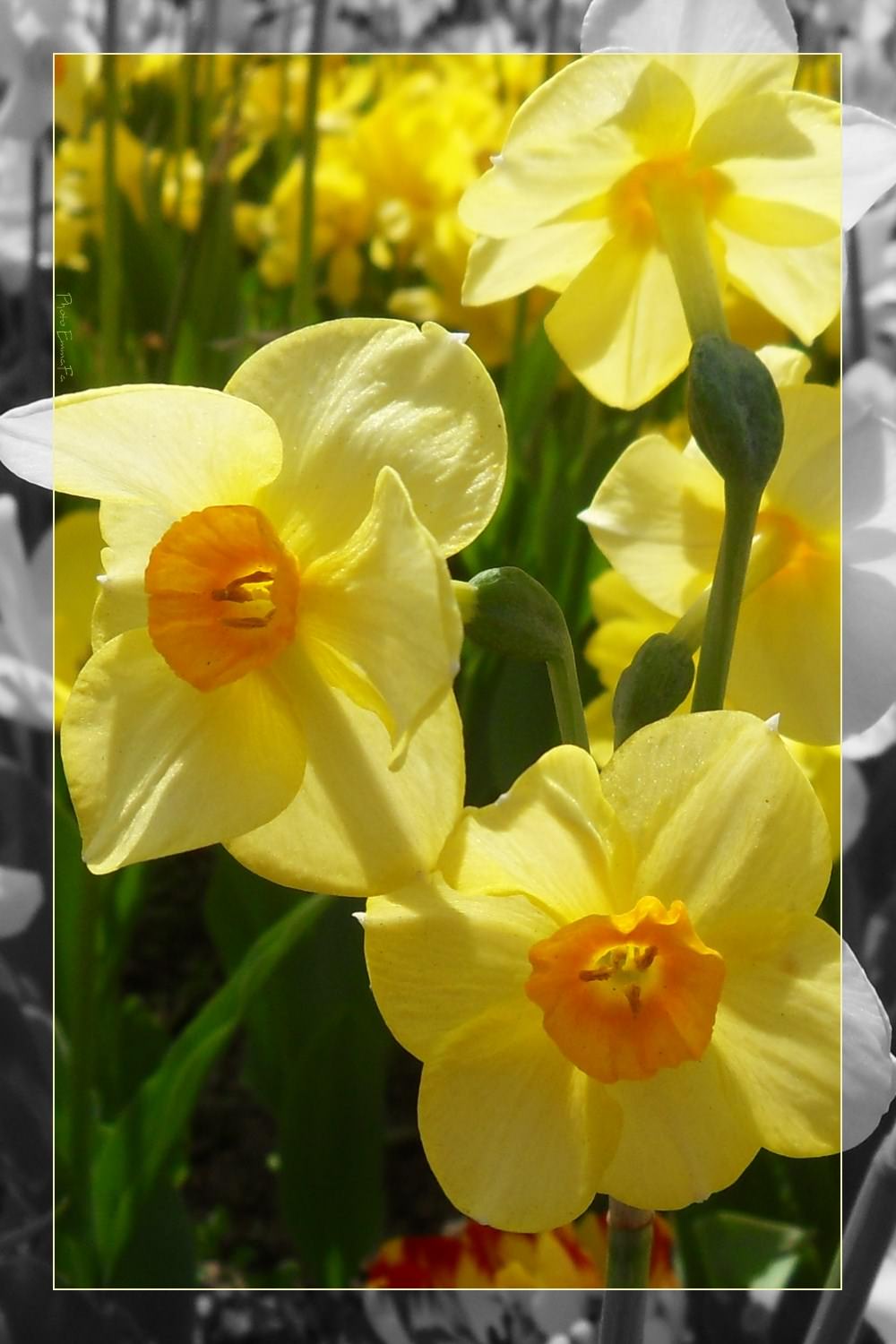 Fleurs Jonquilles