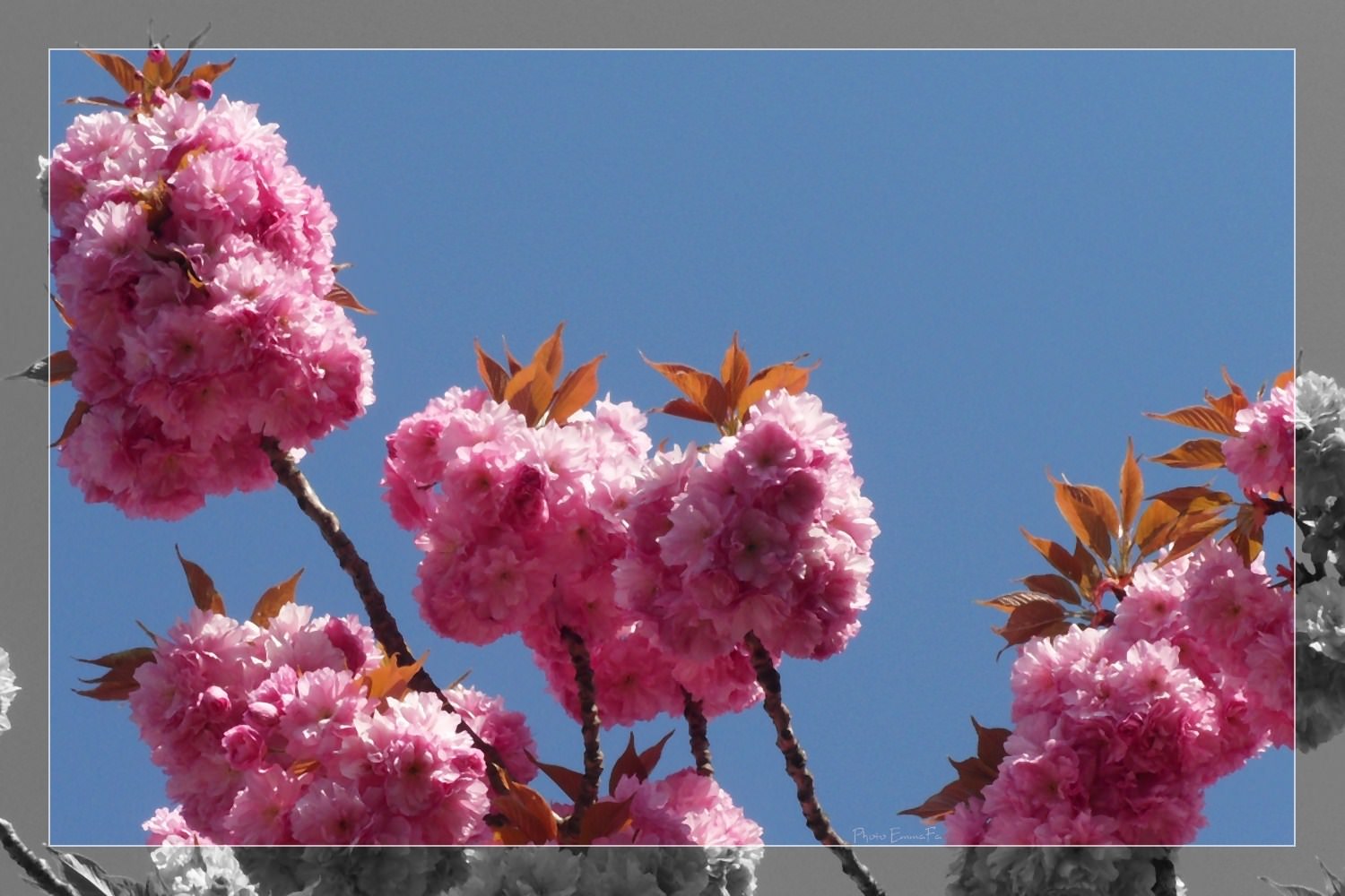 Fleurs Les couleurs du printemps...