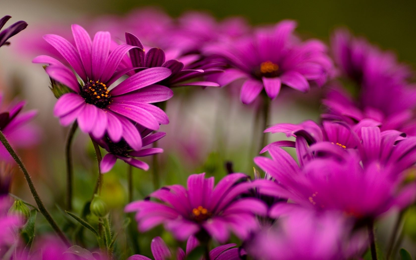 Fleurs Purple daisies