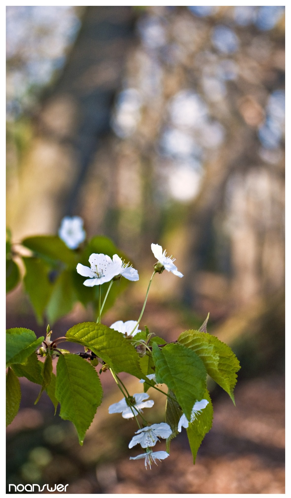 Fleurs White flower