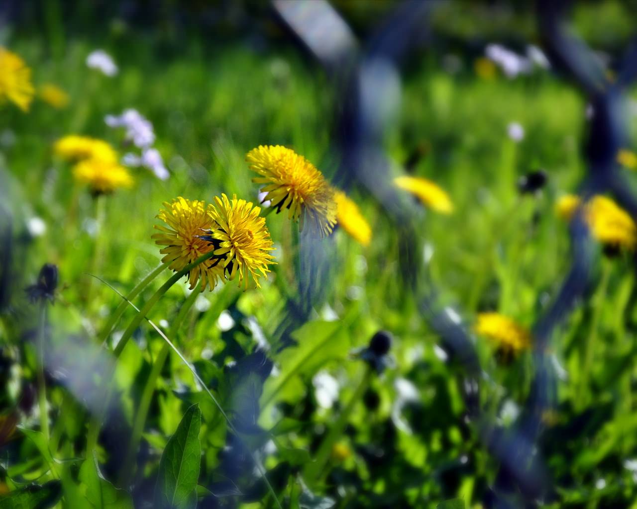 Fleurs derrière le grillage