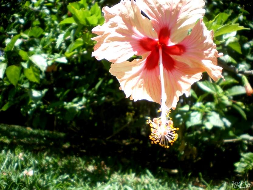 Fleurs Hibiscus