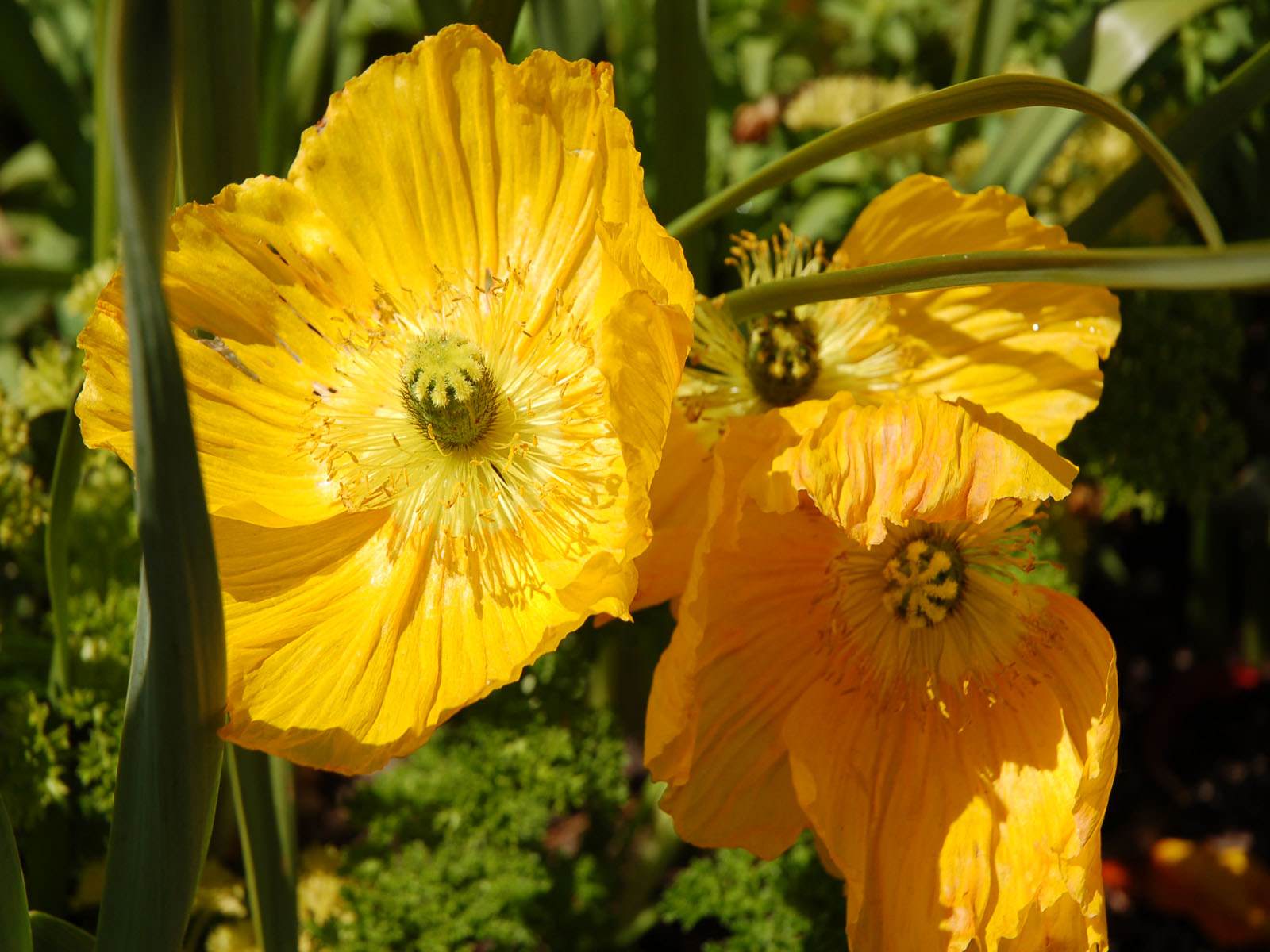 Fleurs boutons d'or