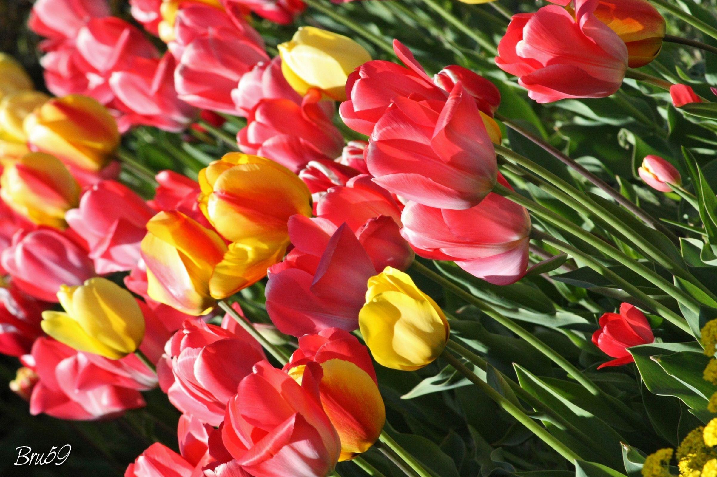 Fleurs Tulipes