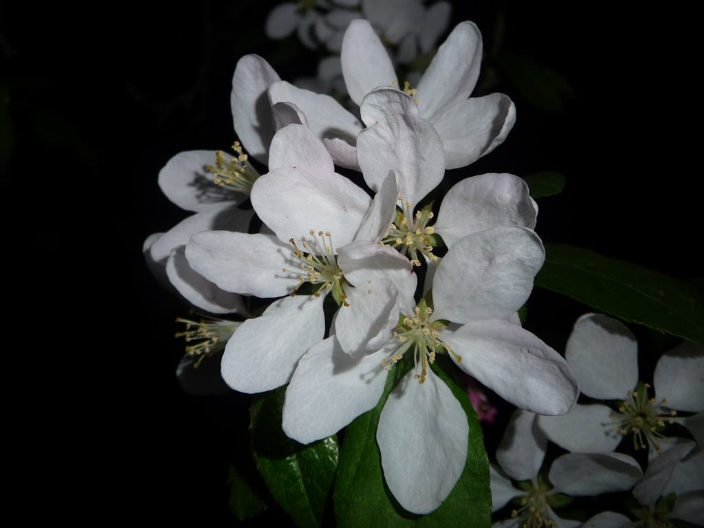 Fleurs La clarté des prunus