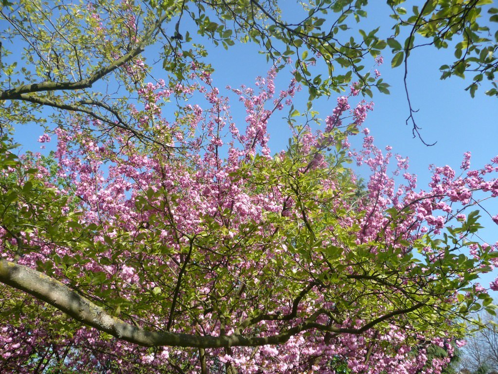 Fleurs Une discussion dan les airs