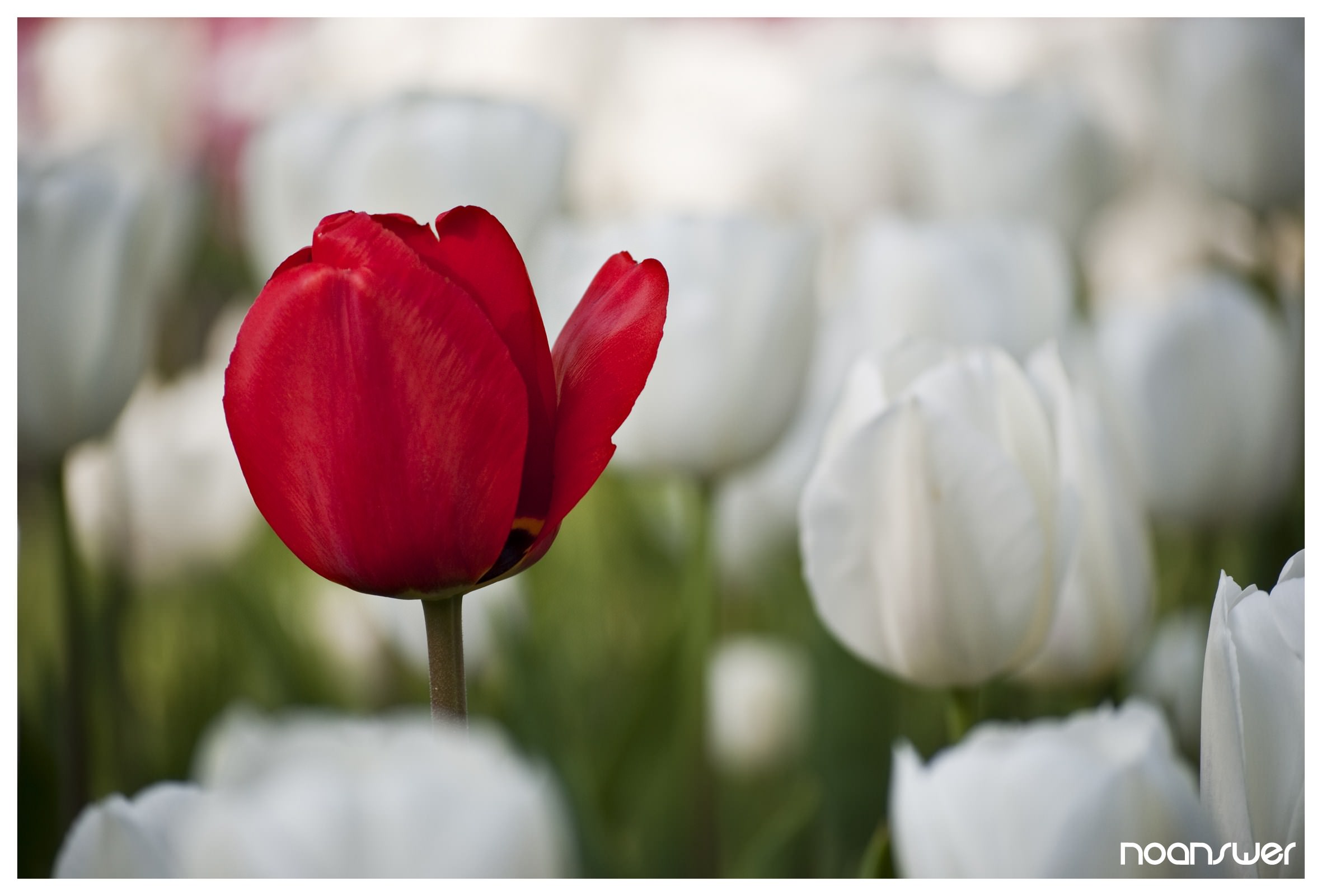 Fleurs Red in White