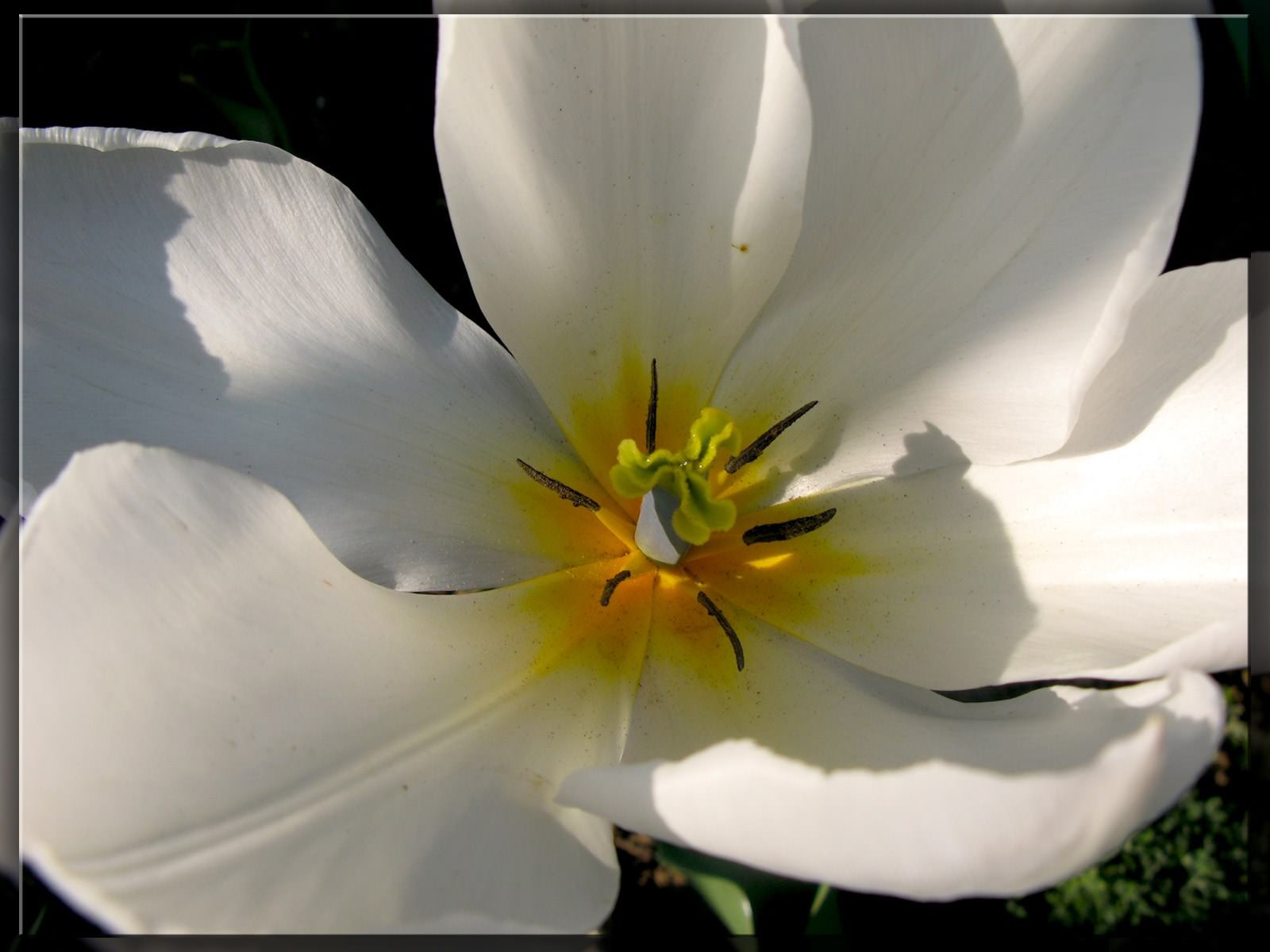 Fleurs Tulipe