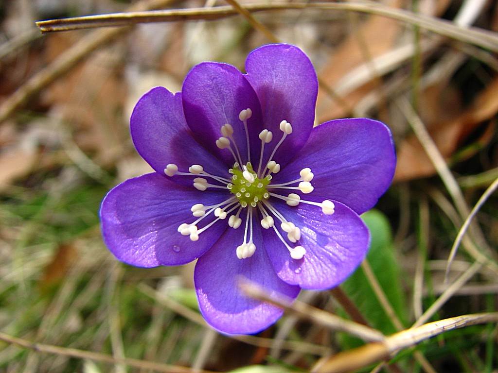 Fleurs l'hepatique