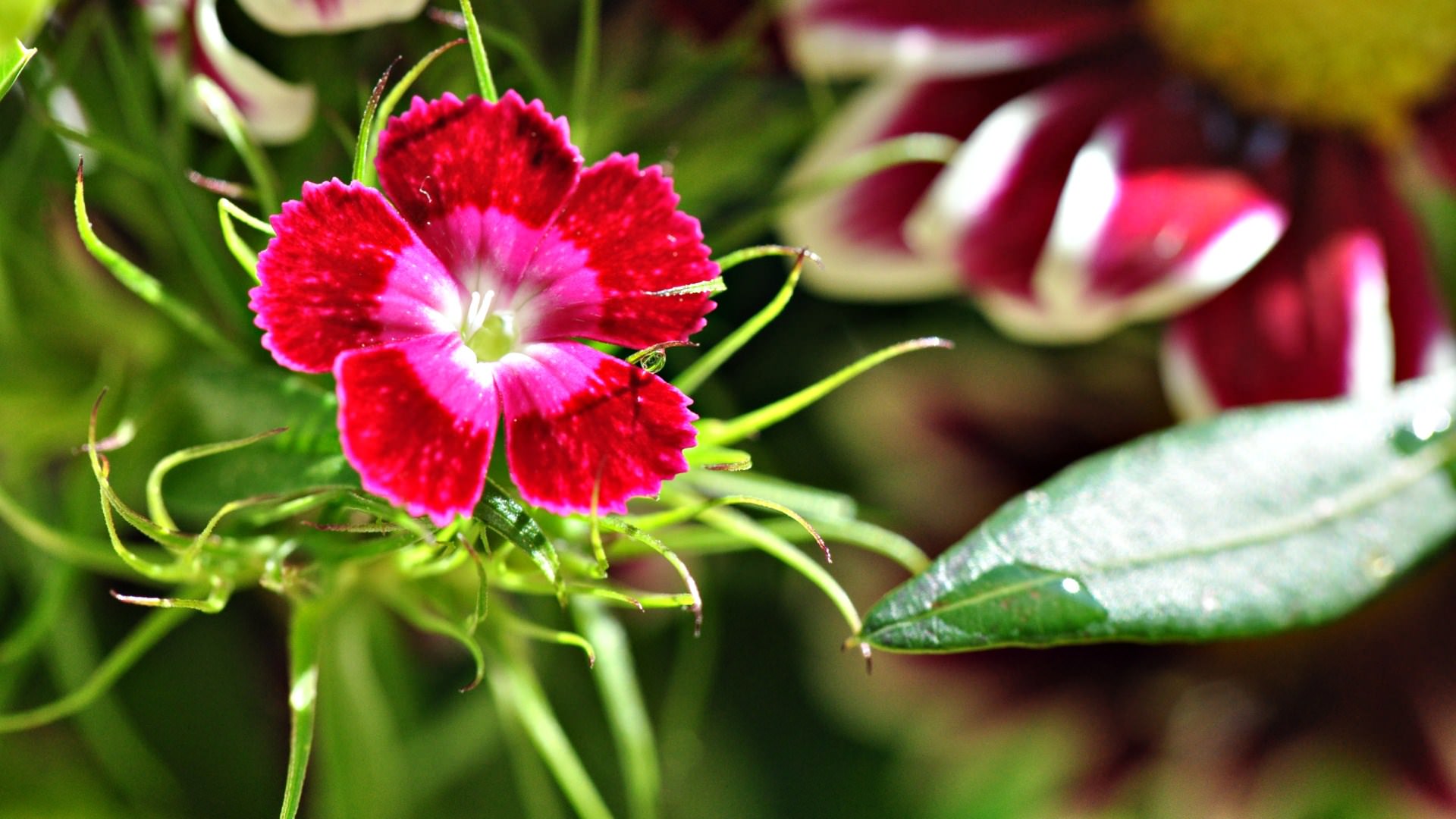 Fleurs petite fleur...