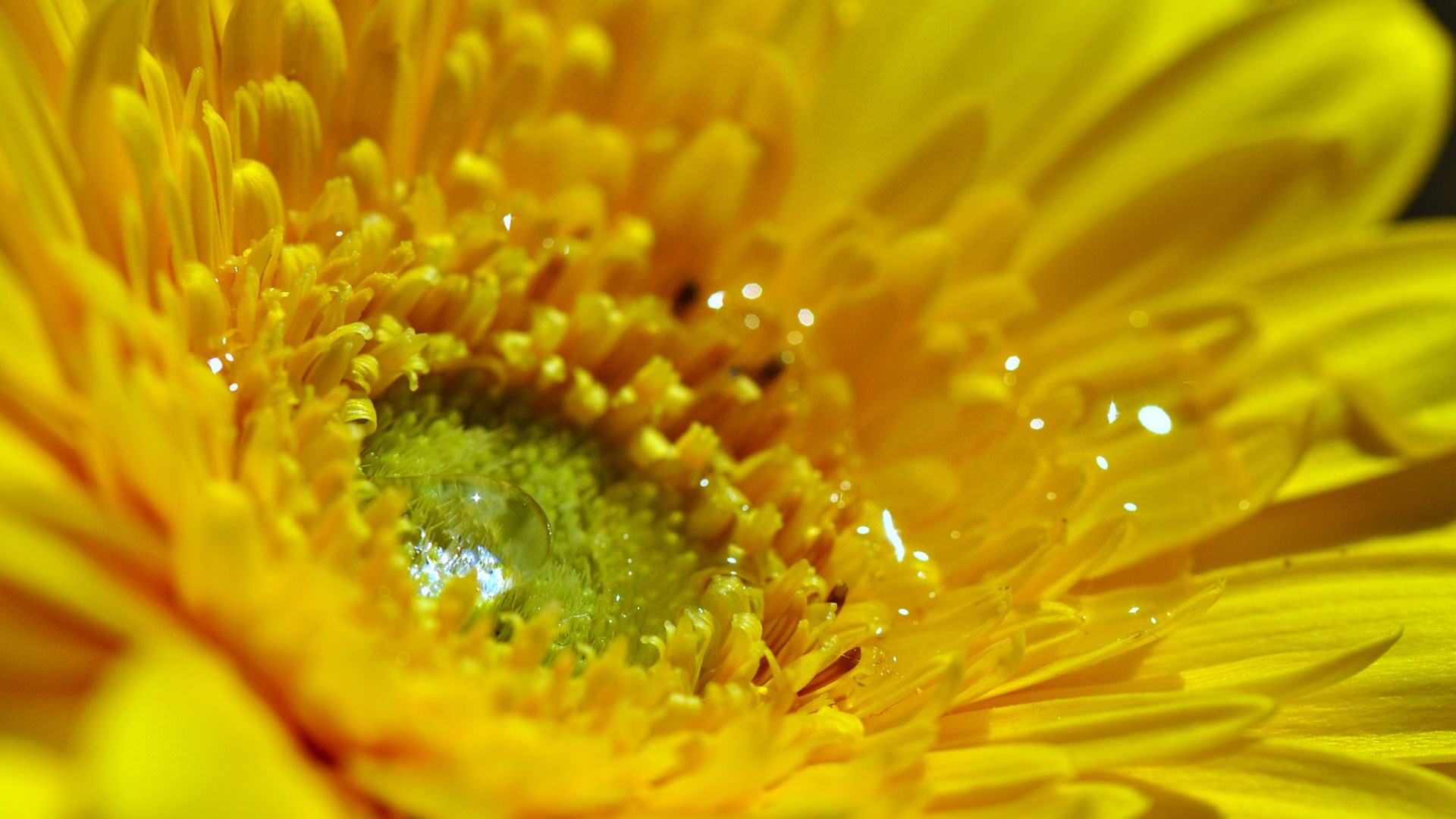 Fleurs gouttes d'eau désaltérantes