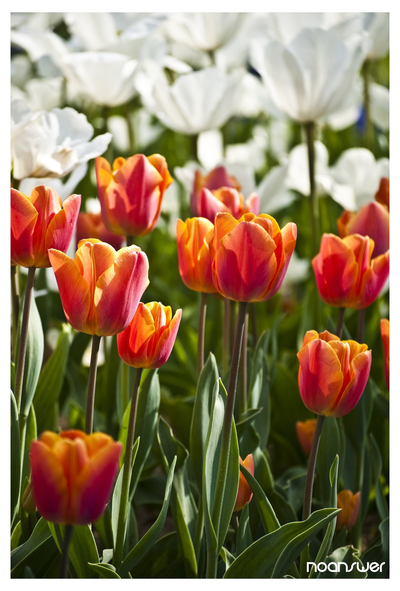 Fleurs Tulipes 02