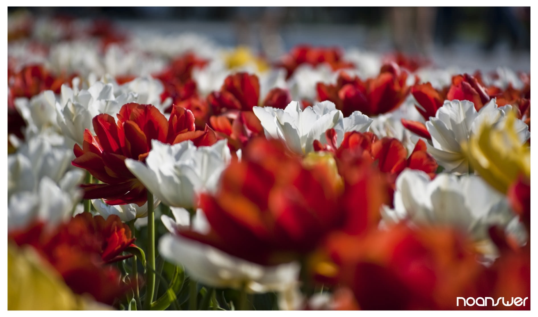 Fleurs Tulipes 03