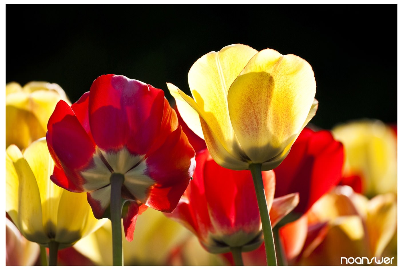 Fleurs Red/Yellow