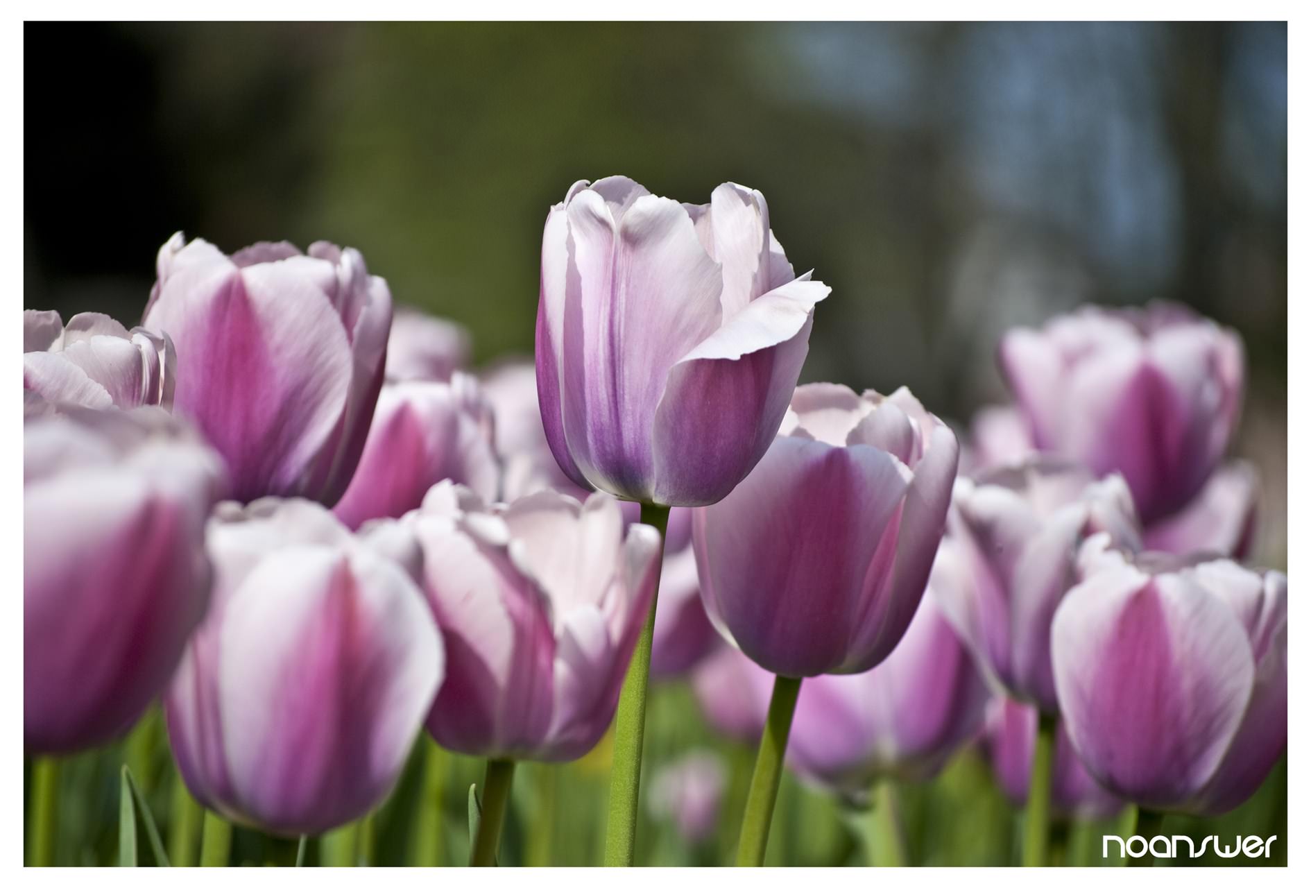 Fleurs Tulipes 01