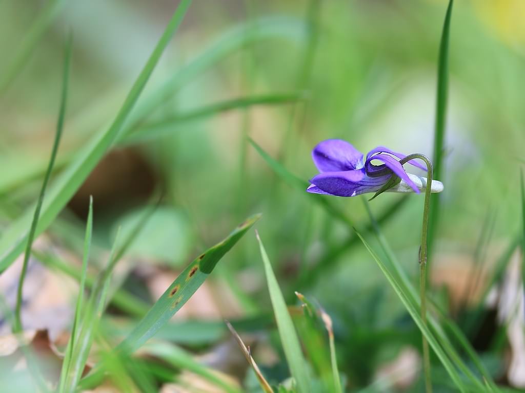 Fleurs Viola riviniana Rchb. [2010] (Violette de Rivin)