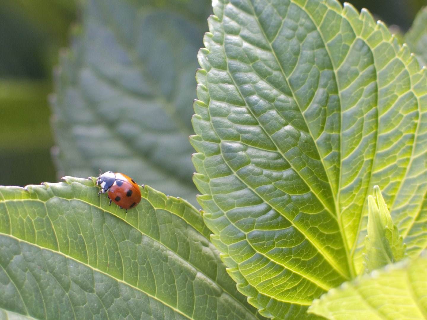 Coccinelles Coccinelle