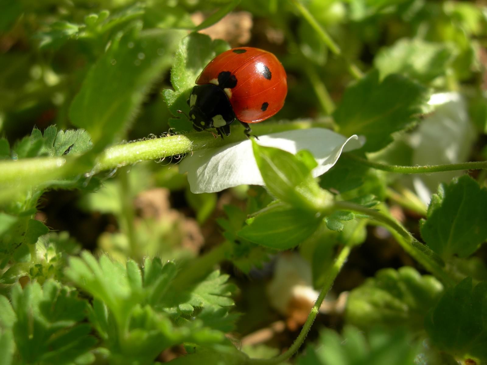 Coccinelles Wallpaper N°267718