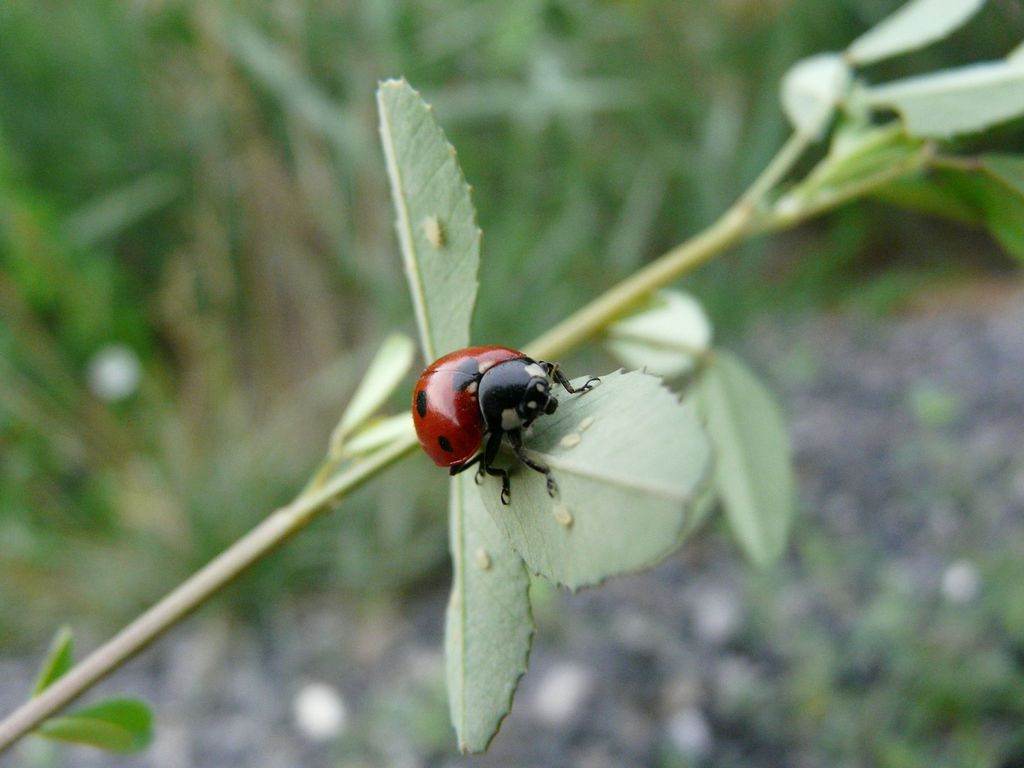 Coccinelles coccinelle