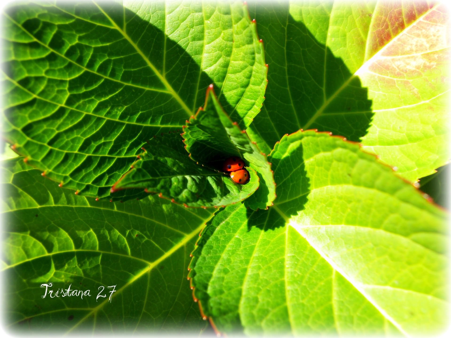 Coccinelles Petites coccinelles, Pèriode des amours...