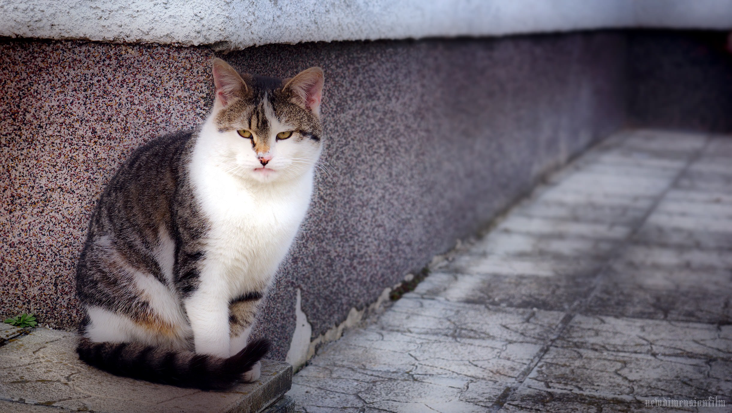 Chats Murko sur le coin.