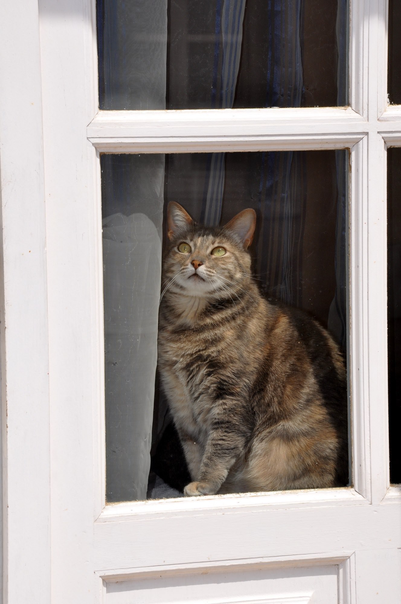 Chats Enfin le soleil !